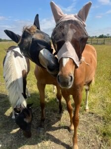 Super Friendly Yearling