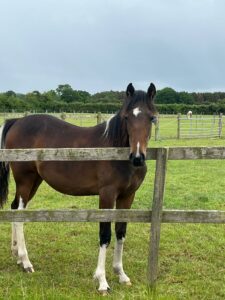 Minimally Marked Coloured Filly