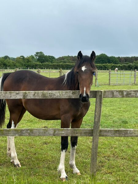 Minimally Marked Coloured Filly