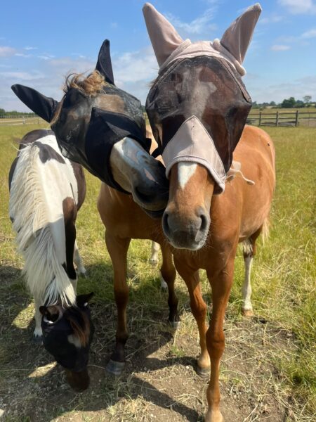 Lovely Buckskin Yearling