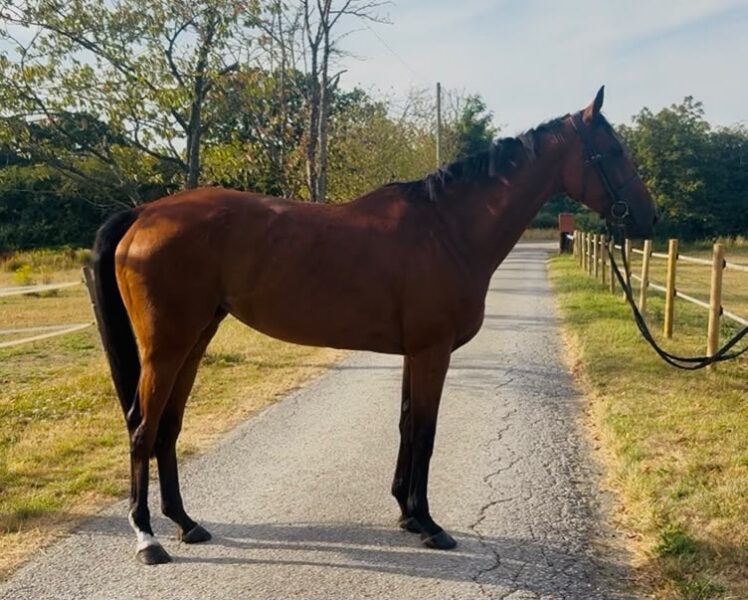 !!SOLD!! Lottie - 16hh 6yr old TB Mare