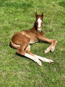 Super Friendly Yearling
