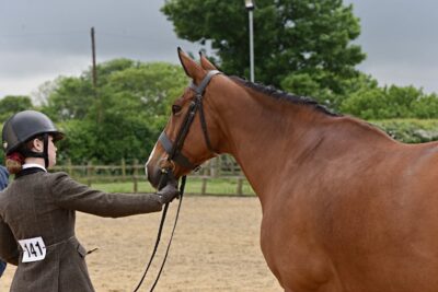 15.3 ISH 16yr old mare