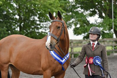 15.3 ISH 16yr old mare
