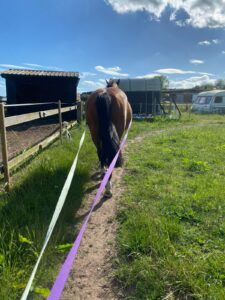 15.3 ISH 16yr old mare