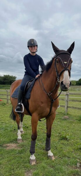 15.3 ISH 16yr old mare