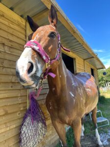 15.3 ISH 16yr old mare