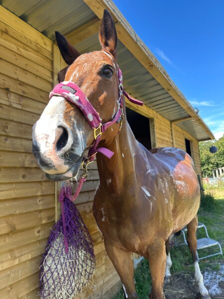 15.3 ISH 16yr old mare