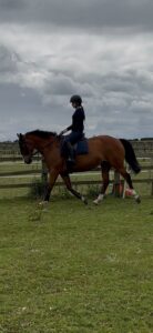 15.3 ISH 16yr old mare