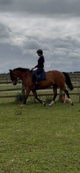 15.3 ISH 16yr old mare