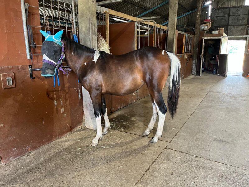 Minimally Marked Coloured Filly