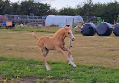 Stunning yearling colt to make around 16.2hh