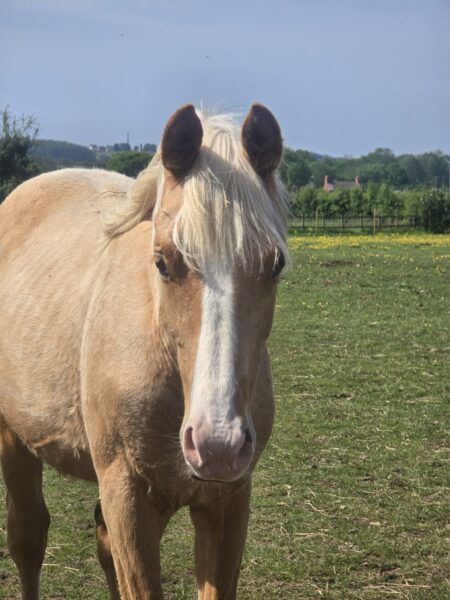 Stunning yearling colt to make around 16.2hh
