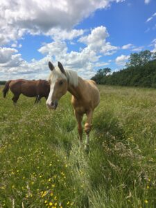 Stunning yearling colt to make around 16.2hh