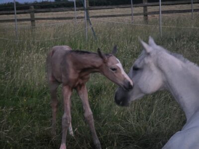 Brood mare in foal for next year and filly at foot