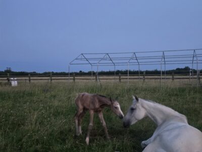 Brood mare in foal for next year and filly at foot