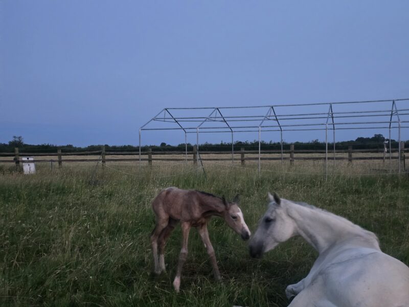Brood mare in foal for next year and filly at foot