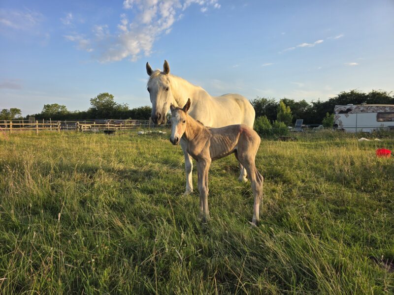 Brood mare in foal for next year and filly at foot