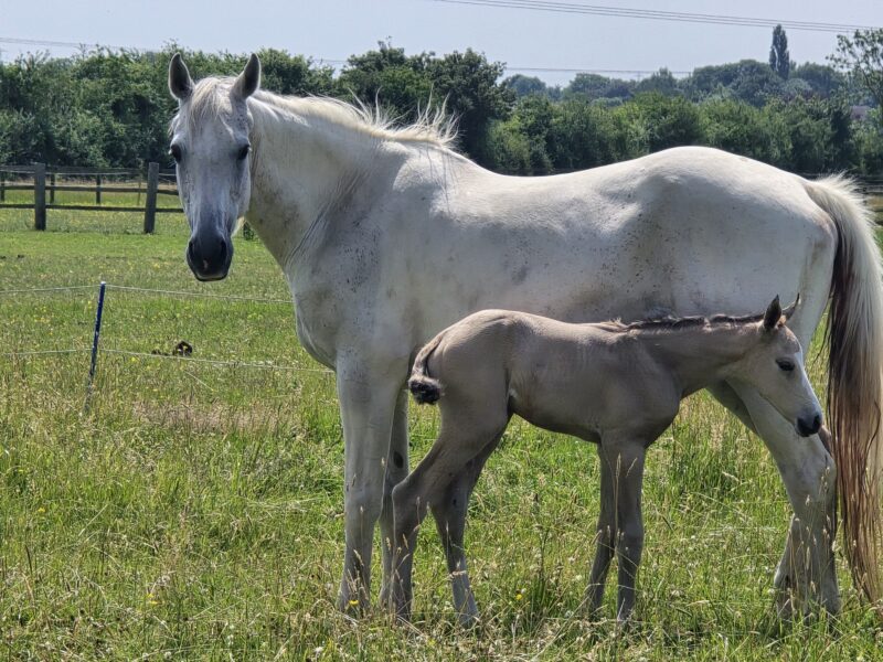 Brood mare in foal for next year and filly at foot