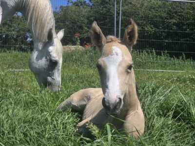 Stunning filly ready in December