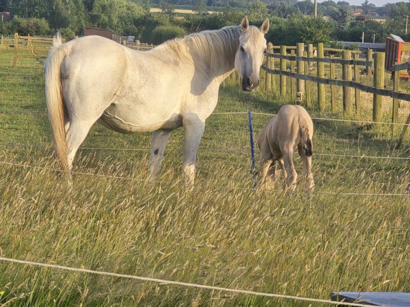 Brood mare in foal for next year and filly at foot