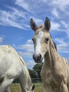 Stunning filly ready in December