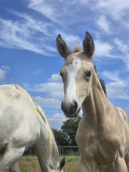 Stunning filly ready in December