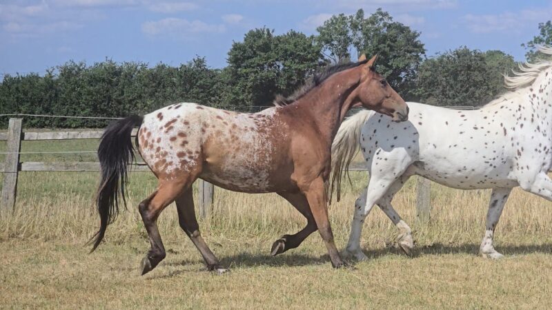 AES registered 15.2/3hh gelding