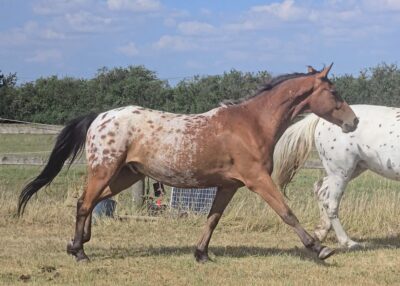 AES registered 15.2/3hh gelding