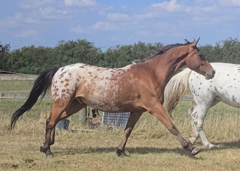 AES registered 15.2/3hh gelding