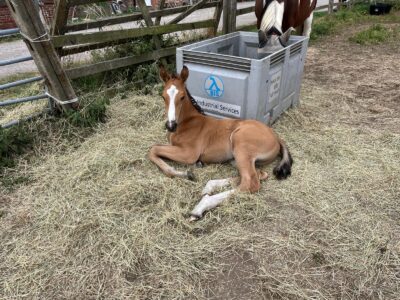 Lovely Buckskin Yearling