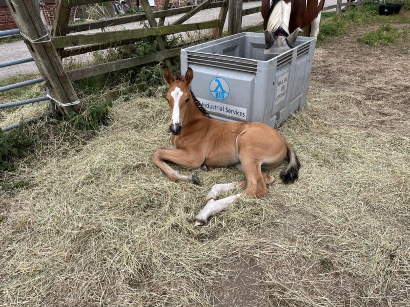 Lovely Buckskin Yearling
