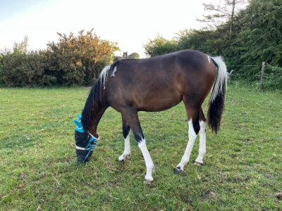 Minimally Marked Coloured Filly