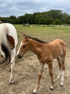 Lovely Buckskin Yearling