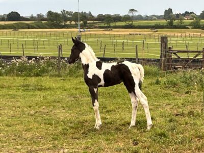 Elegant Coloured yearling