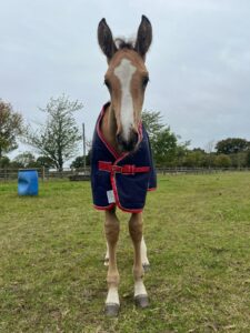 Lovely Buckskin Yearling
