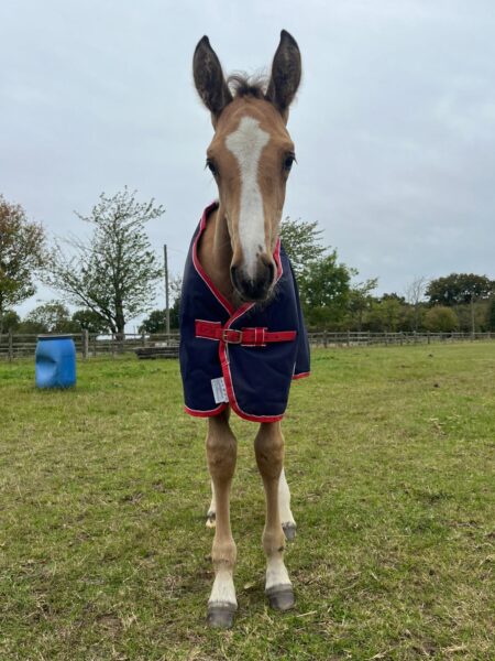 Lovely Buckskin Yearling