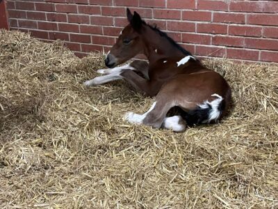 Minimally Marked Coloured Filly