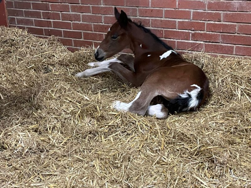 Minimally Marked Coloured Filly
