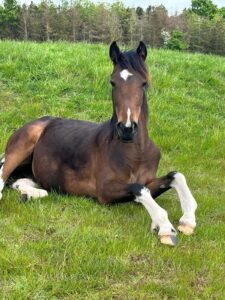 Minimally Marked Coloured Filly