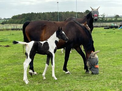 Elegant Coloured yearling