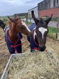 Super Friendly Yearling