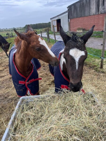 Super Friendly Yearling