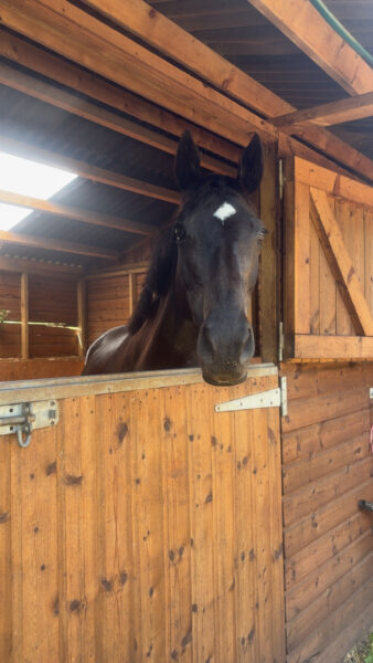 Grace - Beautiful mare for sale