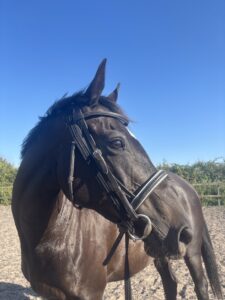 Grace - Beautiful mare for sale