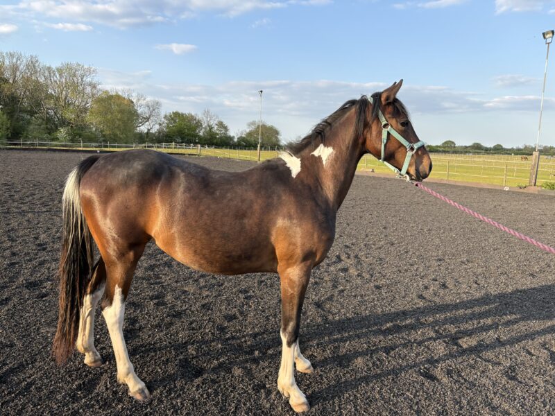Minimally Marked Coloured Filly