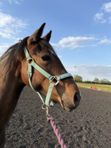 Minimally Marked Coloured Filly