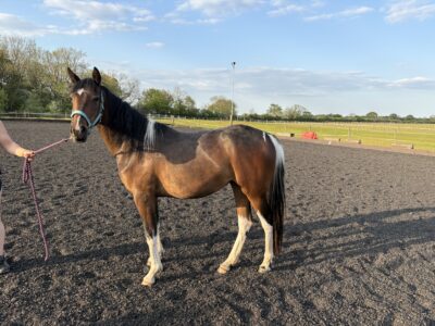 Minimally Marked Coloured Filly