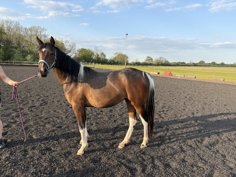 Minimally Marked Coloured Filly