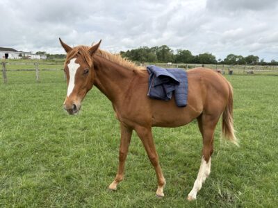 Super Friendly Yearling